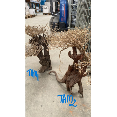 COLLECTION ARBRES / BONSAI SUR PHOTOS