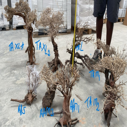 COLLECTION ARBRES / BONSAI SUR PHOTOS