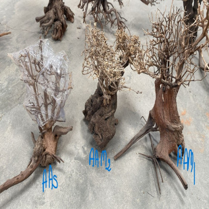 COLLECTION ARBRES / BONSAI SUR PHOTOS