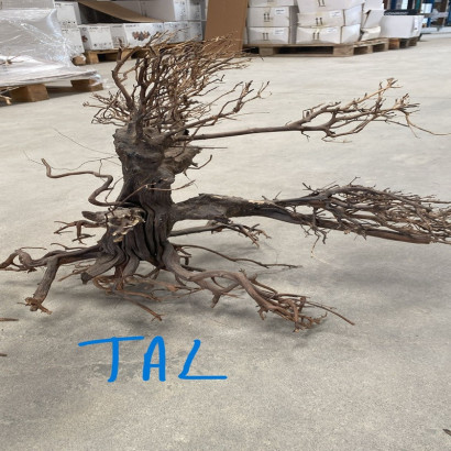 COLLECTION ARBRES / BONSAI SUR PHOTOS
