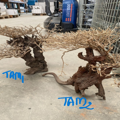 COLLECTION ARBRES / BONSAI SUR PHOTOS