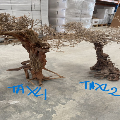COLLECTION ARBRES / BONSAI SUR PHOTOS