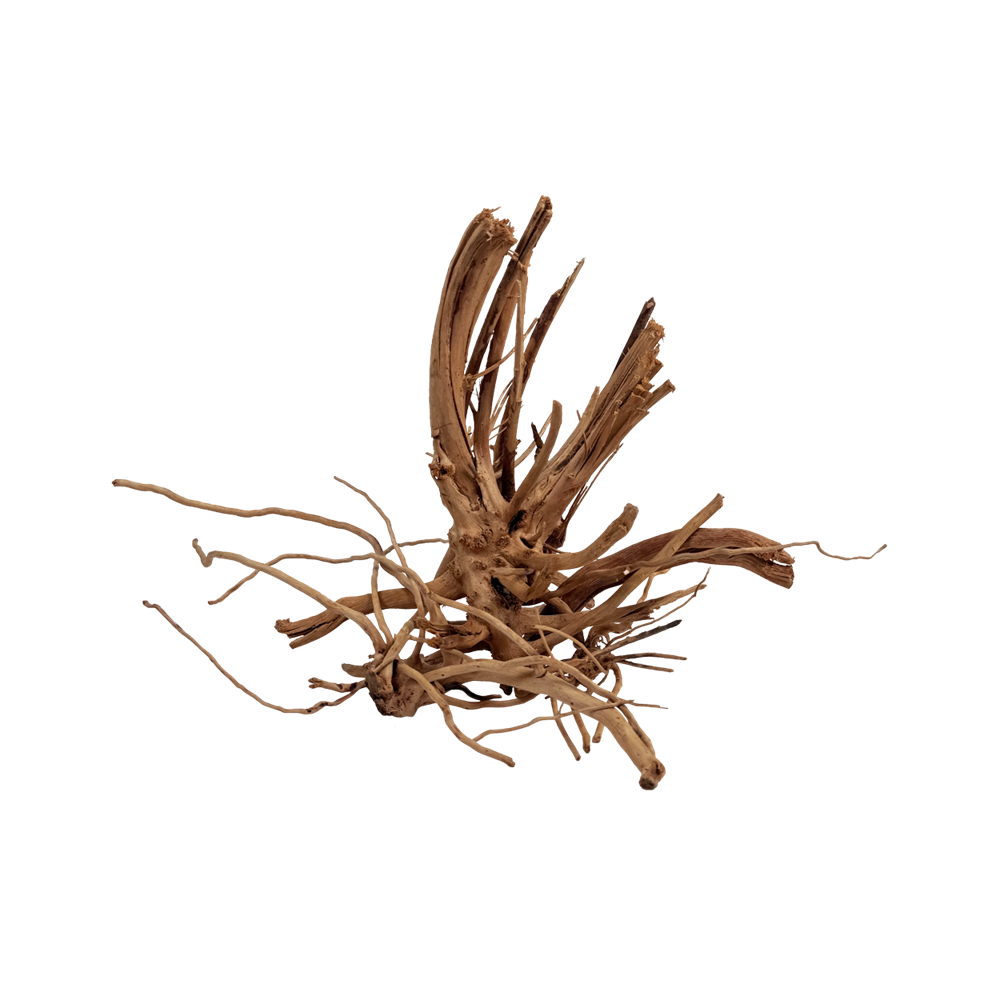 SPIDER WOOD 20 - 30 cms