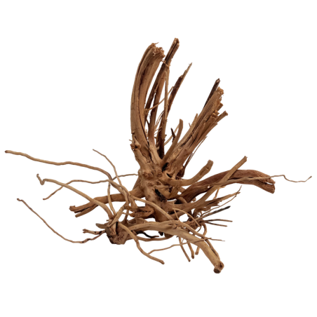 SPIDER WOOD 20 - 30 cms
