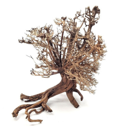 COLLECTION ARBRES / BONSAI SUR PHOTOS