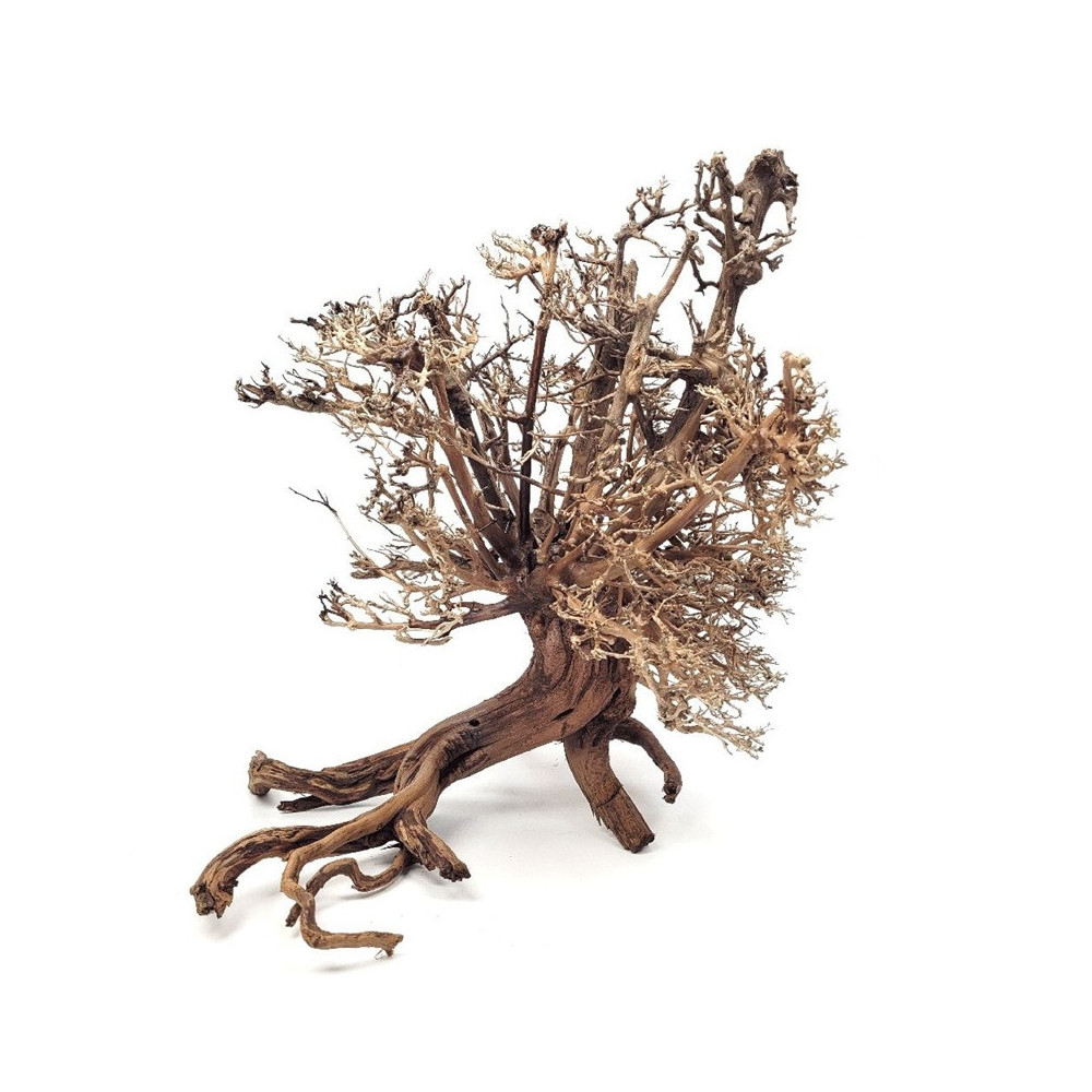 COLLECTION ARBRES / BONSAI SUR PHOTOS
