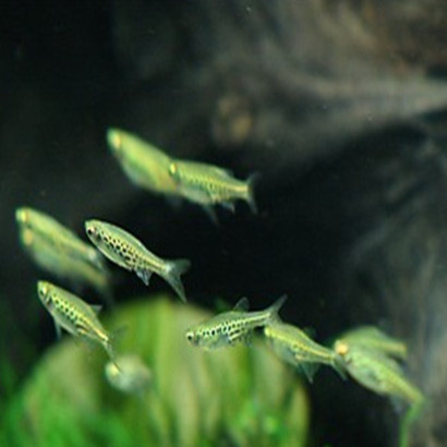 DANIO TINWINI