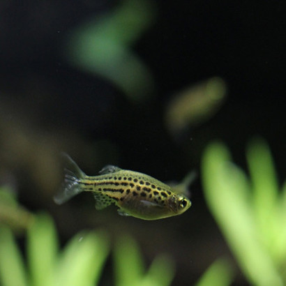 DANIO TINWINI