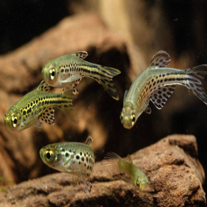 DANIO TINWINI