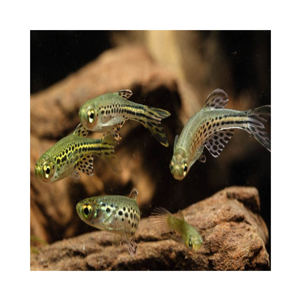 DANIO TINWINI
