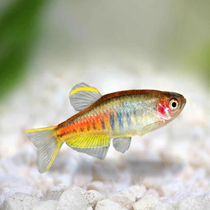 DANIO CHOPRAE MICRO FISH ASIE