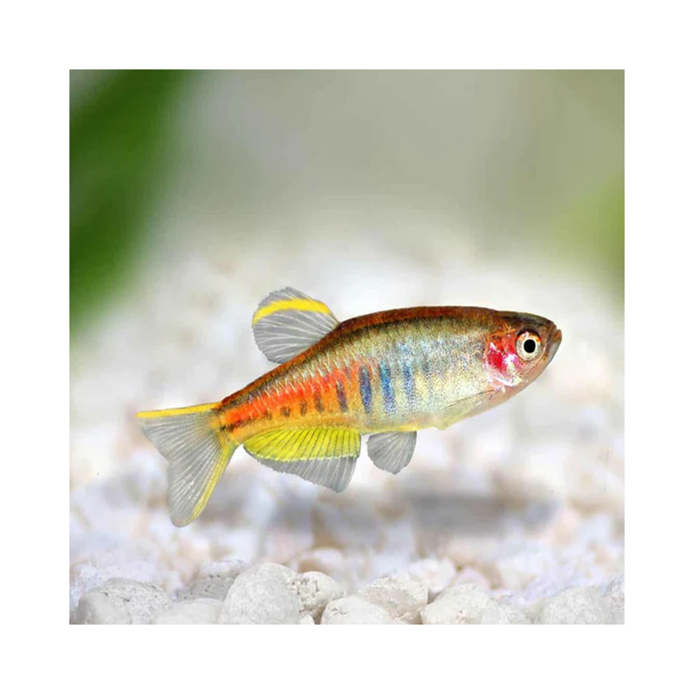 DANIO CHOPRAE MICRO FISH ASIE