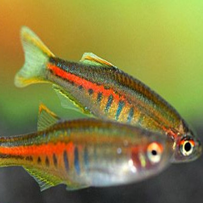 DANIO CHOPRAE MICRO FISH ASIE