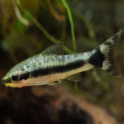 OTOCINCLUS HOPPEI
