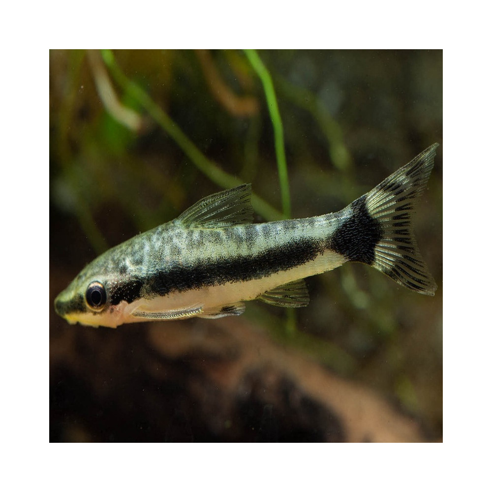 OTOCINCLUS HOPPEI