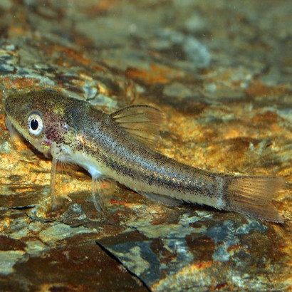 OTOCINCLUS AFFINIS / MACROTOCINCLUS AFFINIS