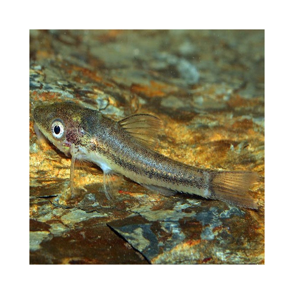OTOCINCLUS AFFINIS / MACROTOCINCLUS AFFINIS OTOCINCLUS AFFINIS / MACROTOCINCLUS AFFINIS