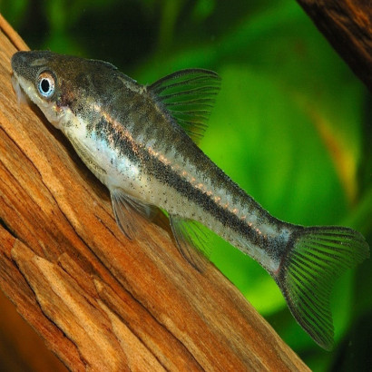 OTOCINCLUS AFFINIS / MACROTOCINCLUS AFFINIS