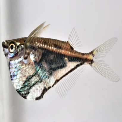 CARNEGIELLA STRIGATA VESCA / POISSON HACHETTE MARBRE