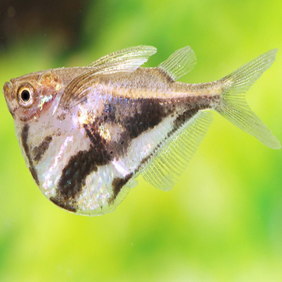 CARNEGIELLA STRIGATA VESCA / POISSON HACHETTE MARBRE