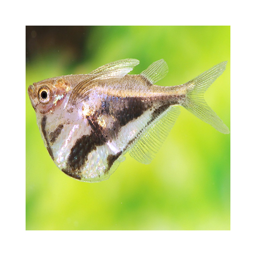 CARNEGIELLA STRIGATA VESCA / POISSON HACHETTE MARBRE