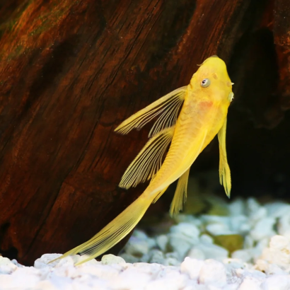 L144 ANCISTRUS LEMON YEUX BLEUS LONG FIN / LONG VOILE