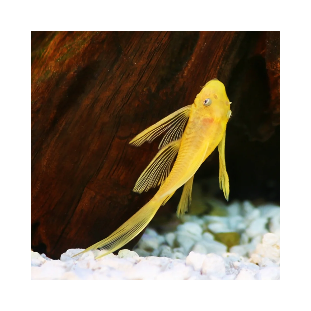 L144 ANCISTRUS LEMON YEUX BLEUS LONG FIN / LONG VOILE