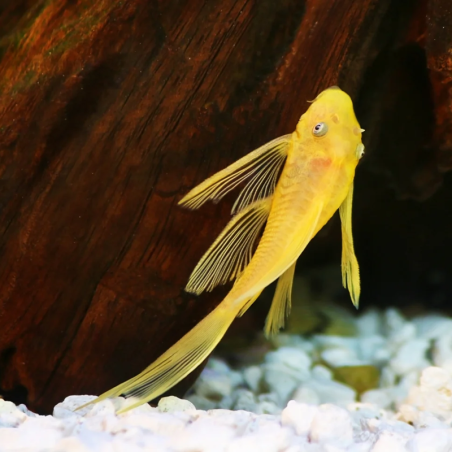 L144 ANCISTRUS LEMON YEUX BLEUS LONG FIN / LONG VOILE