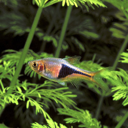 TRIGONOSTIGMA HETEROMORPHA / RASBORA ARLEQUIN