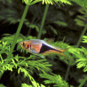 TRIGONOSTIGMA HETEROMORPHA / RASBORA ARLEQUIN