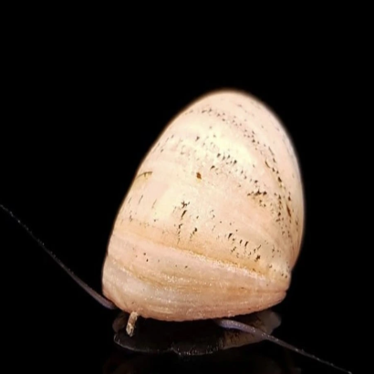 NERITINA GOLD PULLIGERA / BELUGA / WHITE HELMET / PINK HELMET