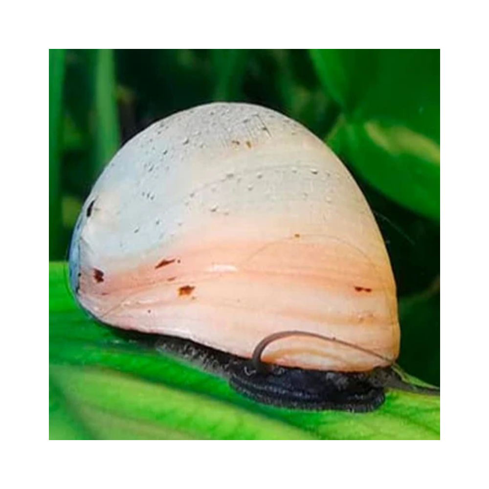 NERITINA GOLD PULLIGERA / BELUGA / WHITE HELMET / PINK HELMET