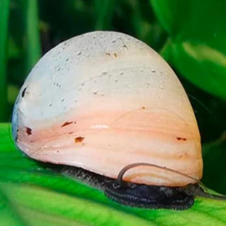 NERITINA GOLD PULLIGERA / BELUGA / WHITE HELMET / PINK HELMET