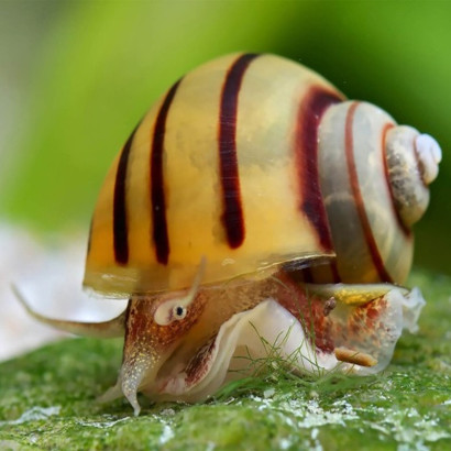 ASOLENE SPIXI / ESCARGOT POMME ZEBRE