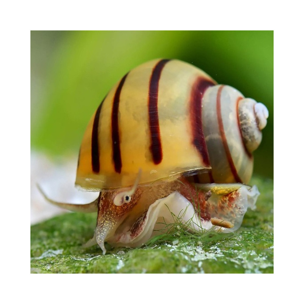 ASOLENE SPIXI / ESCARGOT POMME ZEBRE