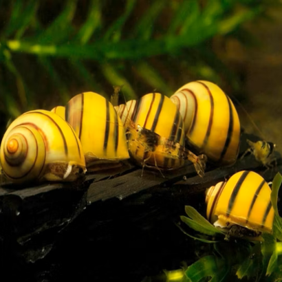ASOLENE SPIXI / ESCARGOT POMME ZEBRE