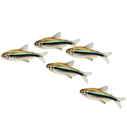 HYPHESSOBRICON HERBERTAXELRODI / TETRA NEON NOIR