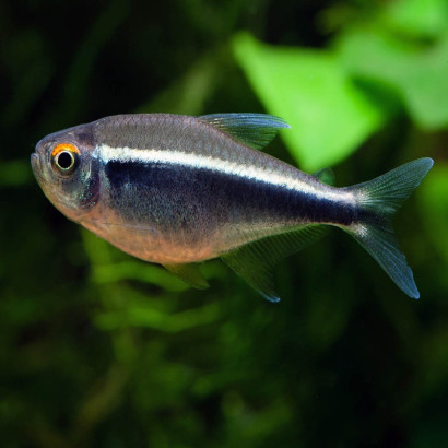 HYPHESSOBRICON HERBERTAXELRODI / TETRA NEON NOIR