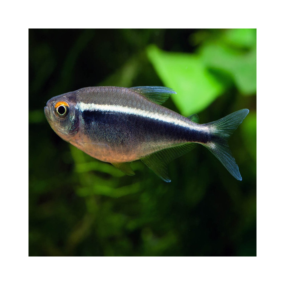 HYPHESSOBRICON HERBERTAXELRODI / TETRA NEON NOIR