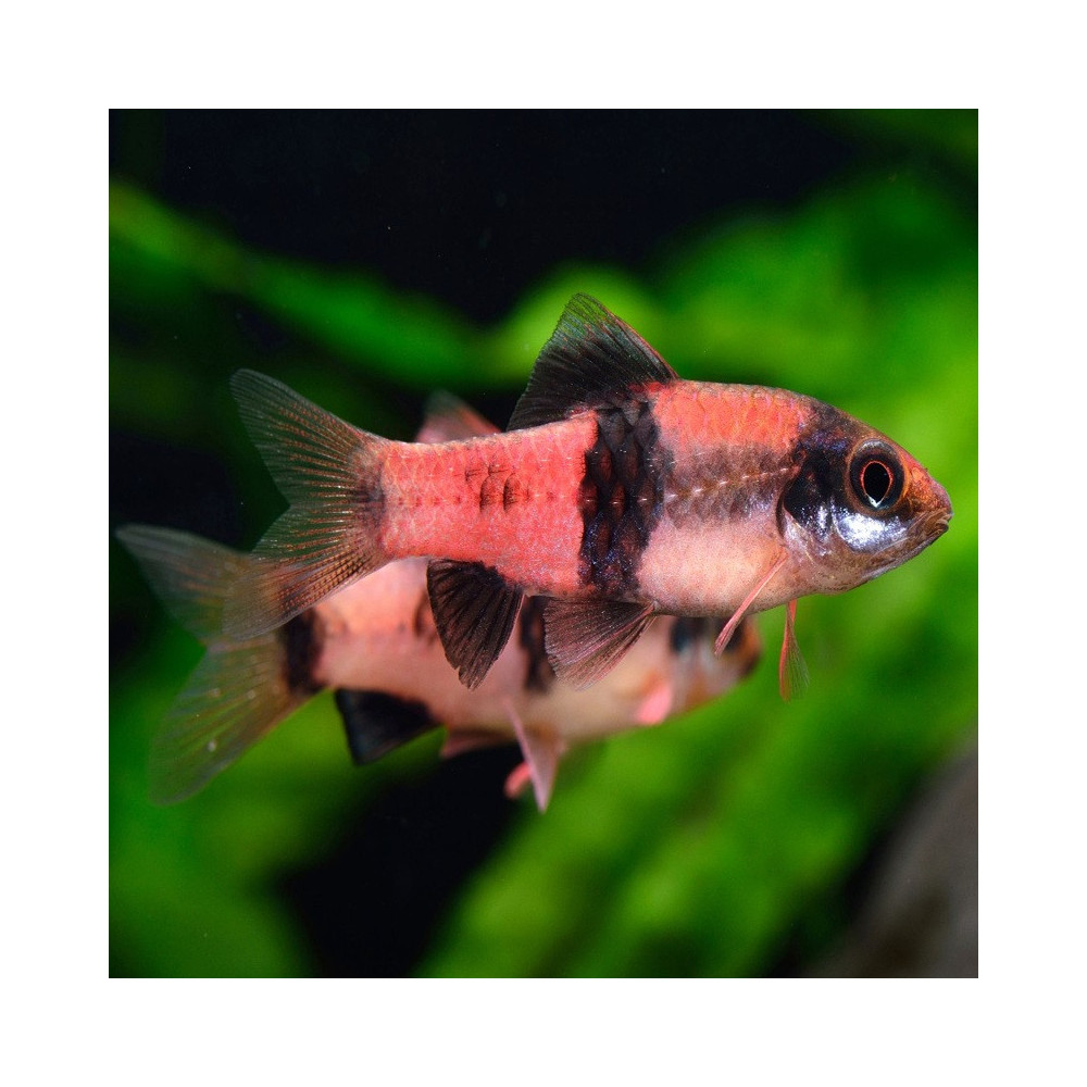 HALUDARIA MELANAMPYX / BARBU PANDA