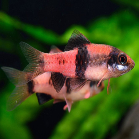 HALUDARIA MELANAMPYX / BARBU PANDA