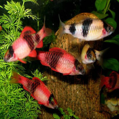 HALUDARIA MELANAMPYX / BARBU PANDA