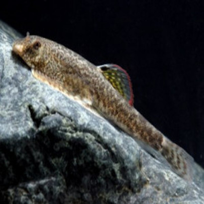 GASTROMYZON MYERSI / PSEUDOGASTROMYZON MYERSI / LOCHE DE HONG KONG
