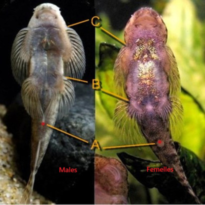 PSEUDOGASTROMYZON MYERSI / LOCHE DE HONG KONG