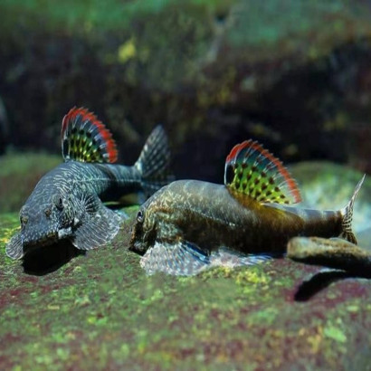 PSEUDOGASTROMYZON MYERSI / LOCHE DE HONG KONG