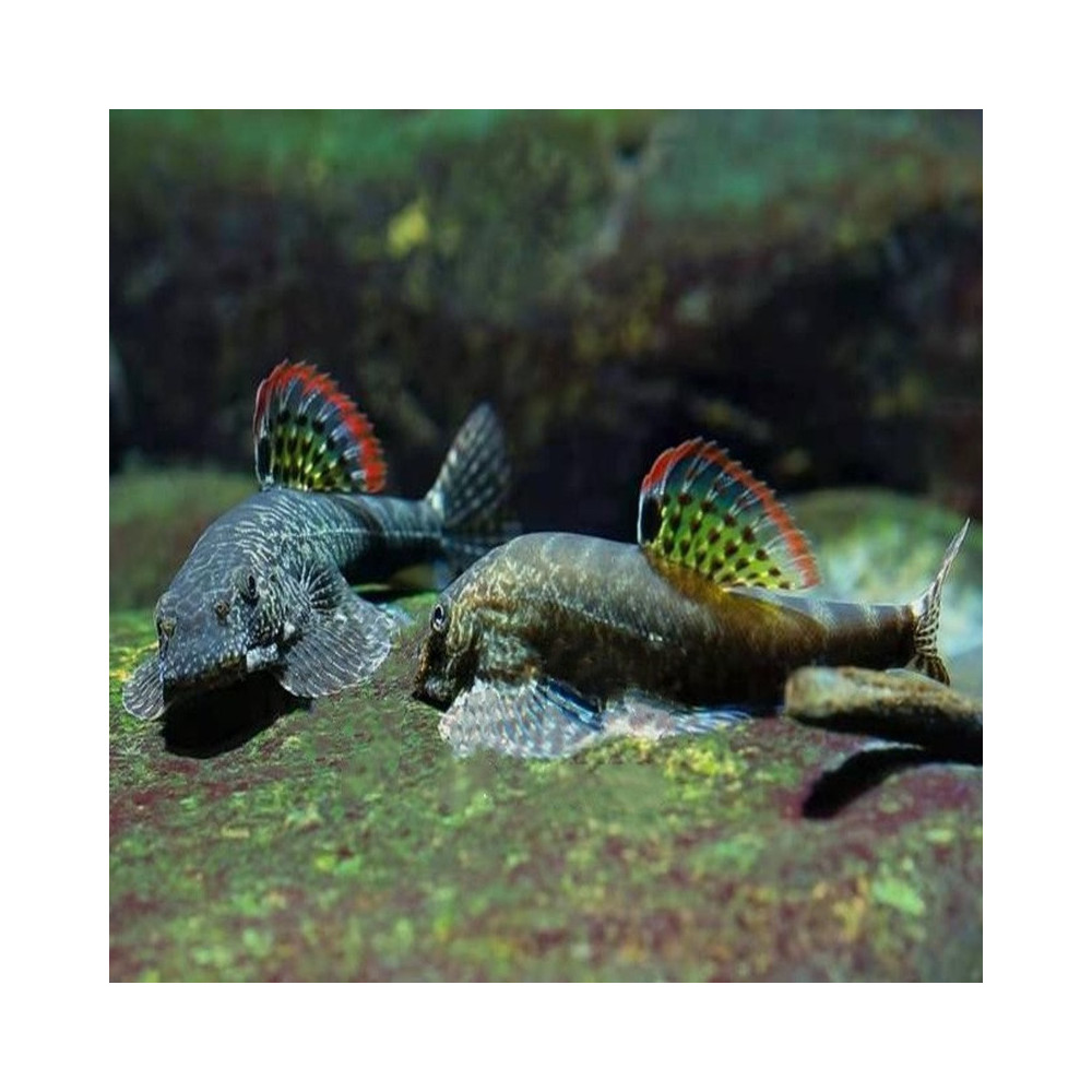 PSEUDOGASTROMYZON MYERSI / LOCHE DE HONG KONG