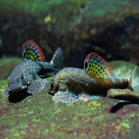 PSEUDOGASTROMYZON MYERSI / LOCHE DE HONG KONG