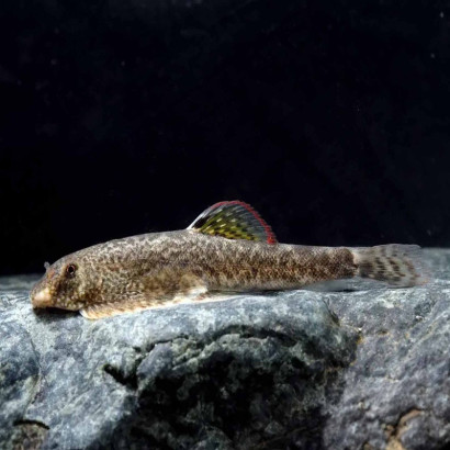 PSEUDOGASTROMYZON MYERSI / LOCHE DE HONG KONG
