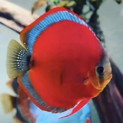 DISCUS RED ROSE