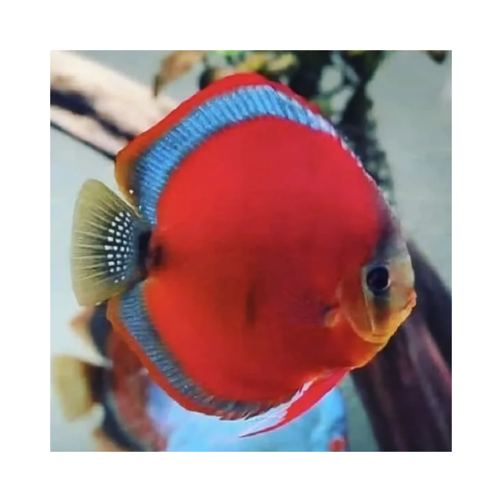 DISCUS RED ROSE